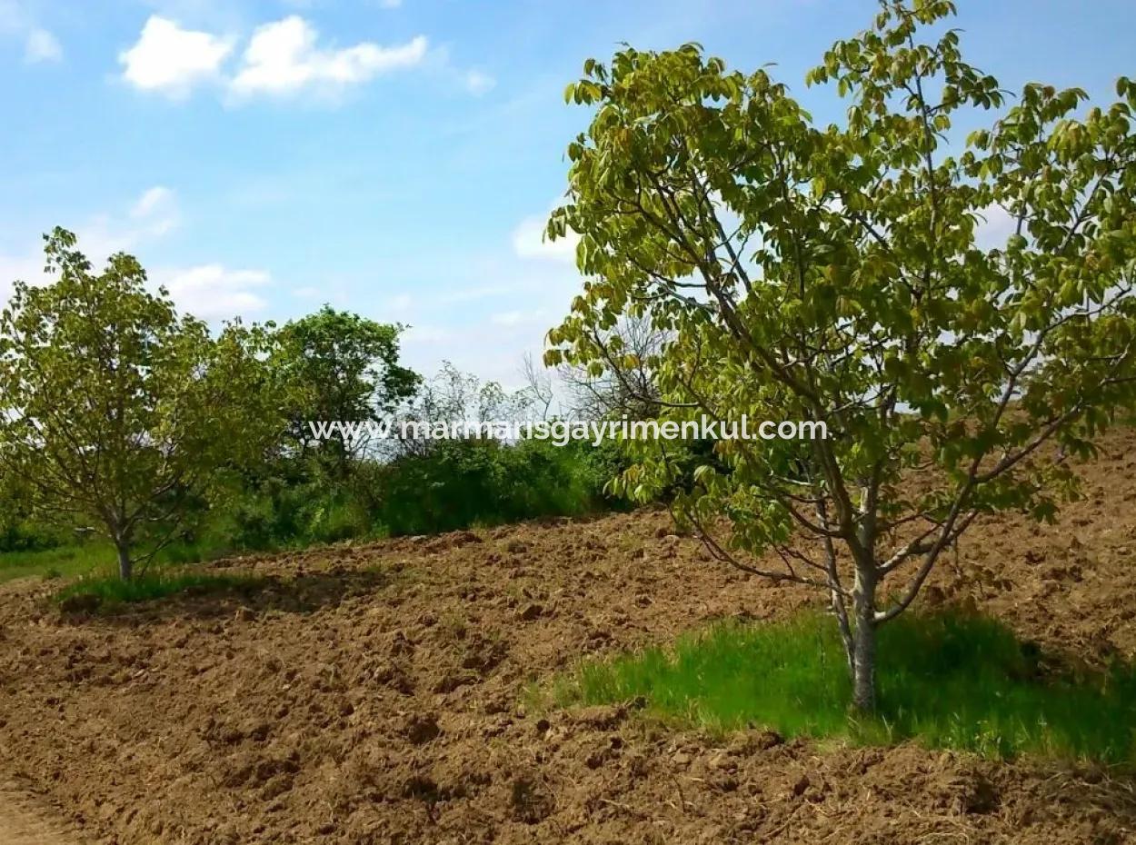 Garten Zum Verkauf In Mugla Region 880000M2 Nussbaum