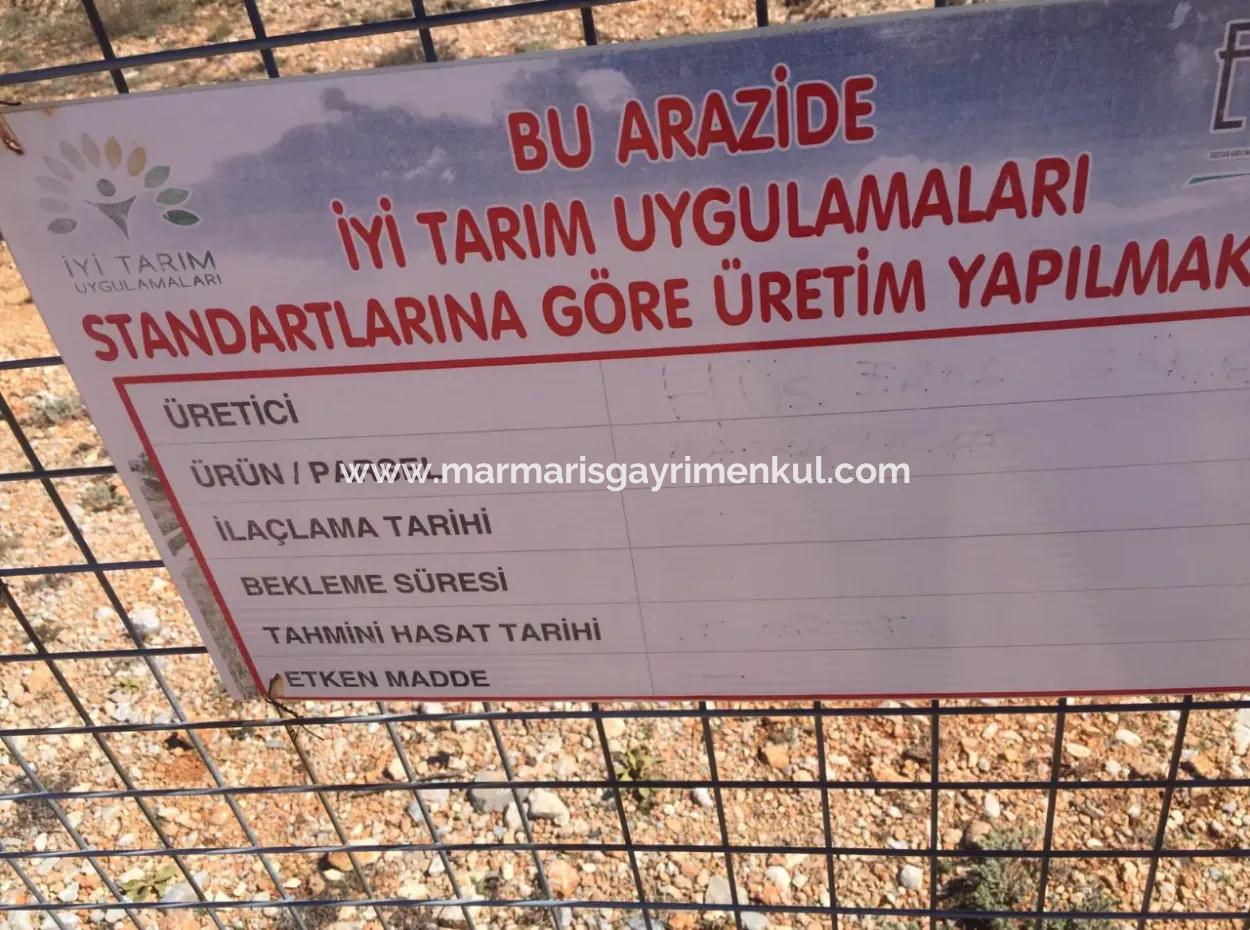 Der 200000M2 Mandelgarten Steht Im Zentrum Von Mugla Zum Verkauf.