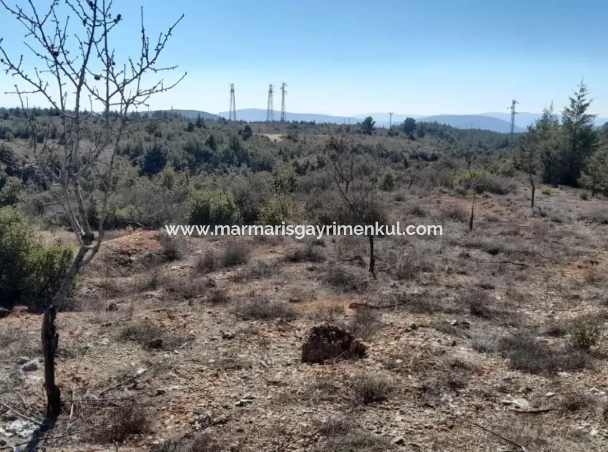 Der 200000M2 Mandelgarten Steht Im Zentrum Von Mugla Zum Verkauf.
