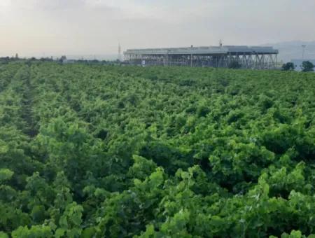 Manisa Präfektur Alasehir Bezirk 19000M2 Traubenfrierungsbetrieb Zum Dringenden Verkauf