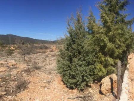 Der 200000M2 Mandelgarten Steht Im Zentrum Von Mugla Zum Verkauf.