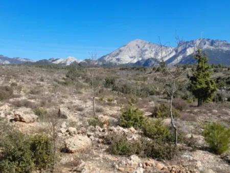 Der 200000M2 Mandelgarten Steht Im Zentrum Von Mugla Zum Verkauf.