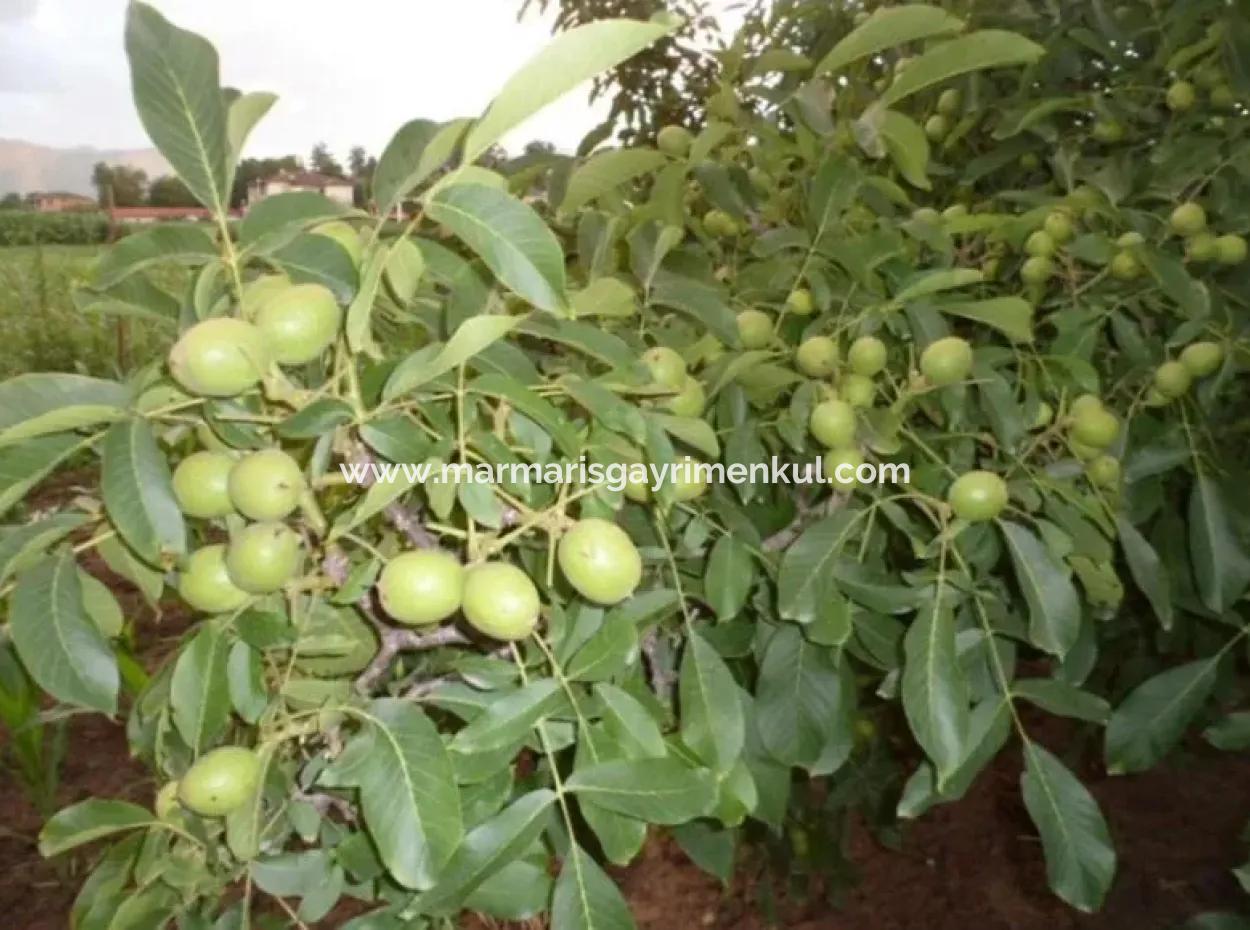 Garden For Sale In Mugla Region 880000M2 Walnut