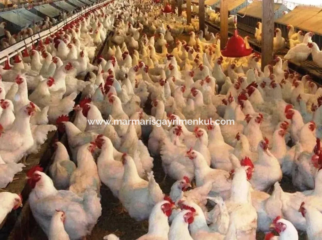 Garden For Sale In Mugla Region 880000M2 Walnut