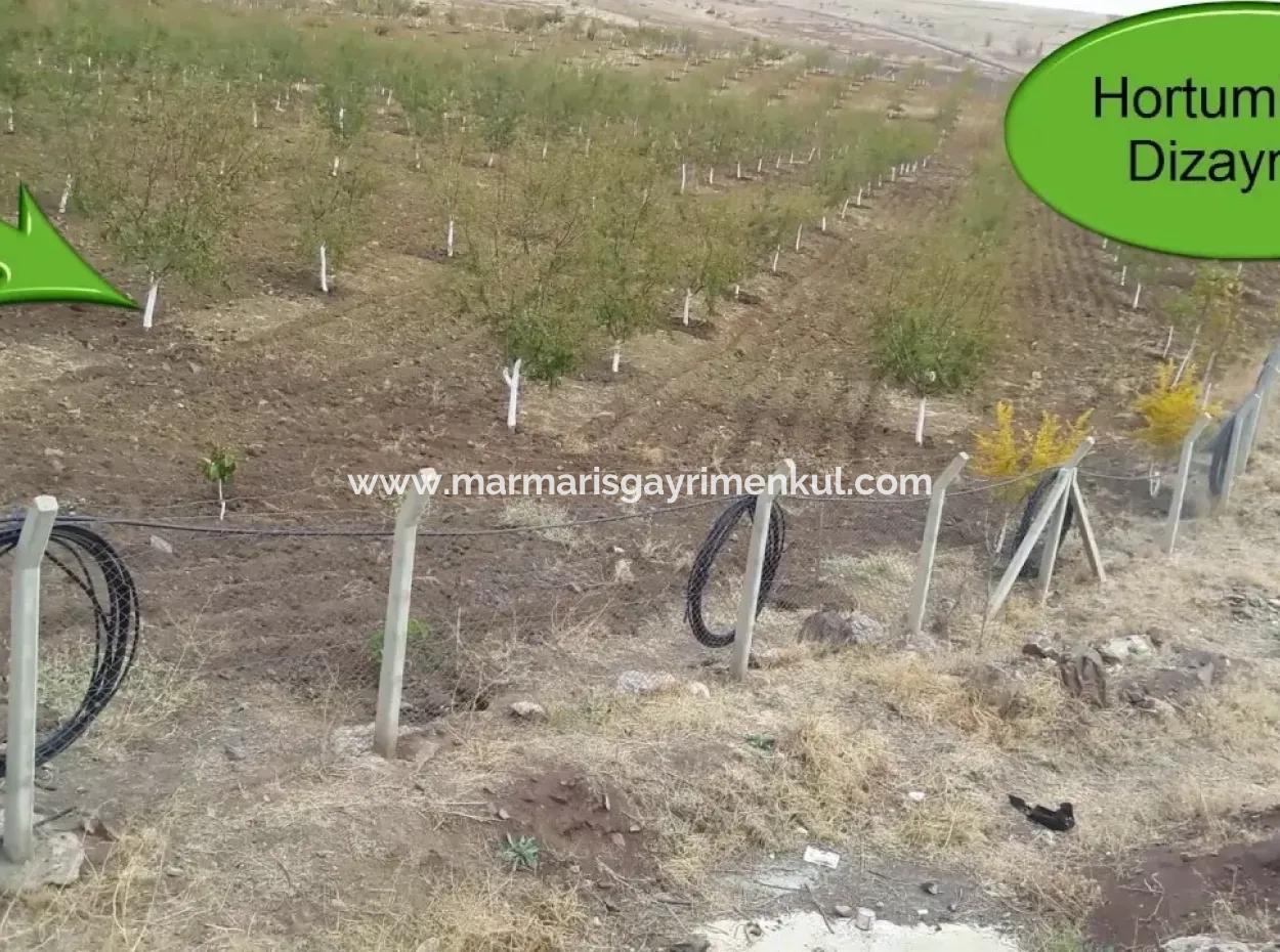 Garden For Sale In Mugla Region 880000M2 Walnut