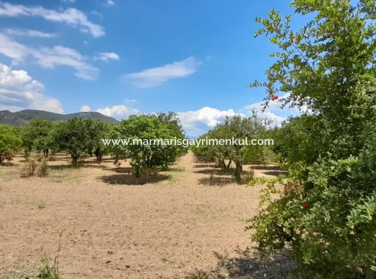 13000M2 Farmhouse Suitable To Be A Boutique Hotel 3 Km From Akyaka Center Gökkova Kitesurfe 1 Km Away