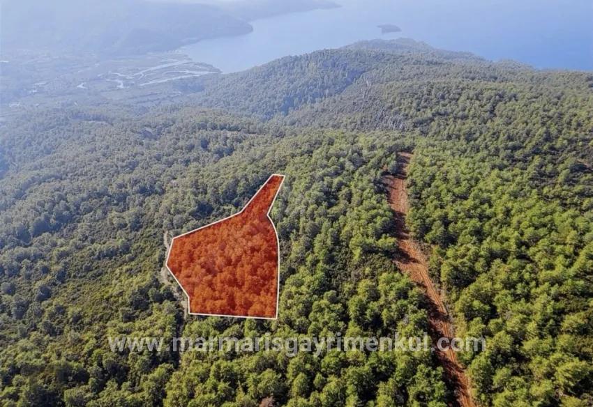 Marmaris Çetibelinde orman İçerisinde 13.500 m2 Özel kullanım alanı