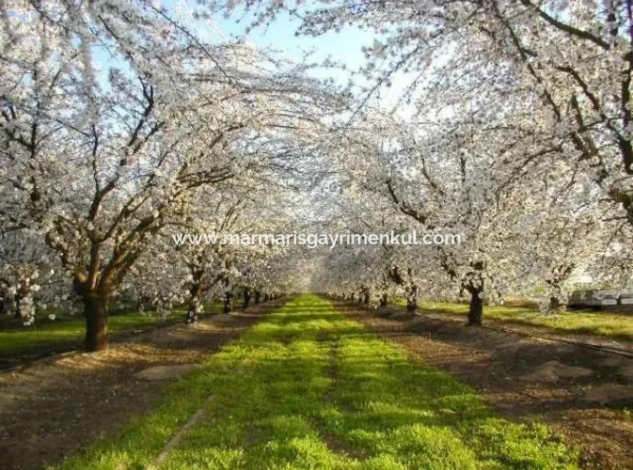 Muğla Bölgesinde 880000M2 Satılık Ceviz Bahçesi