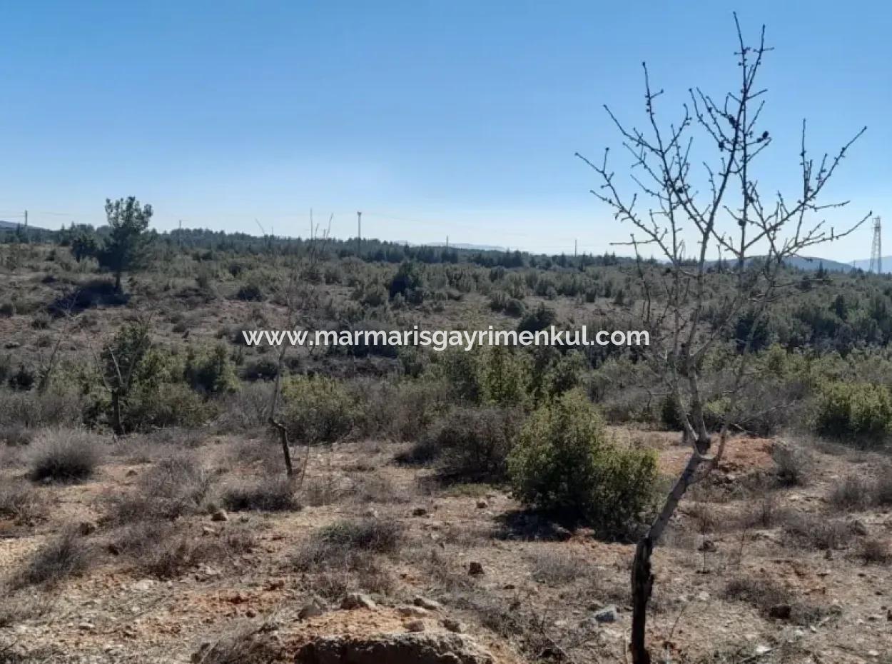 Muğla Merkezinde 200000M2 Badem Bahçesi Satılıktır.