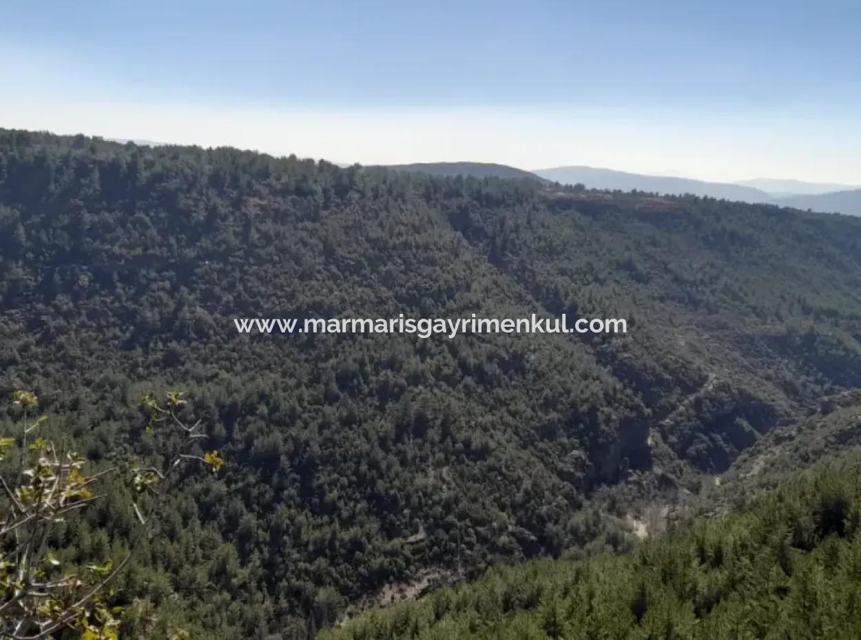 Muğla Merkezinde 200000M2 Badem Bahçesi Satılıktır.