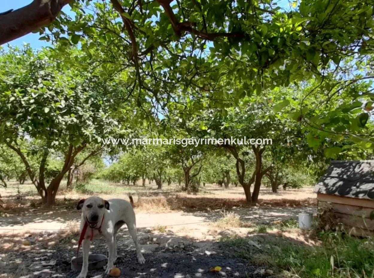 Akyaka Merkeze 3 Km Gökkova Kitesurfe 1 Km Mesafede Butik Otel Olmaya Müsait 13000M2 Çiftlik Evi